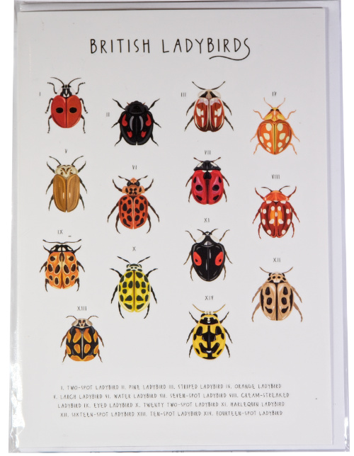 Ladybird
